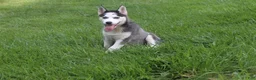 Siberian Husky dogs for sale: Crystal - Ad 5