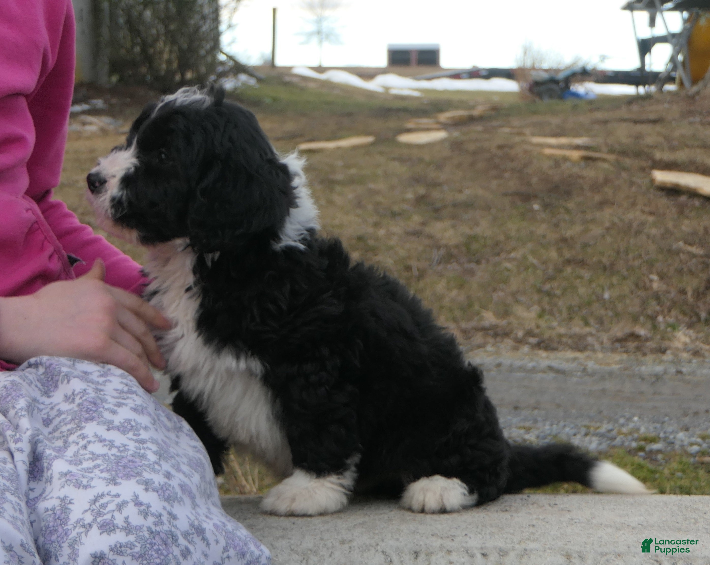 Mini Bernedoodle dogs Mini Bernedoodle Denver - Ad 2