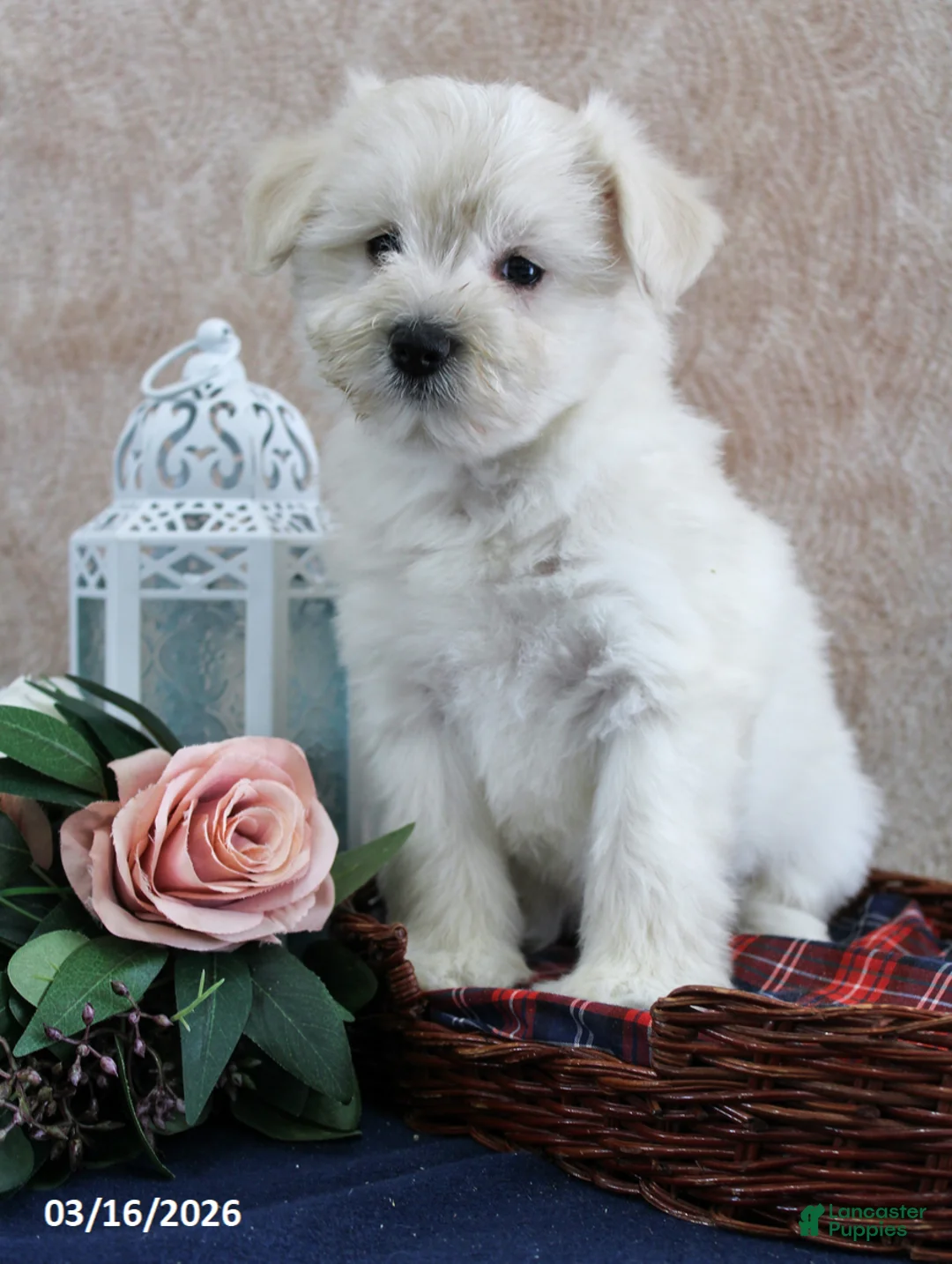 Miniature Schnauzer dogs for sale: Quinby - Ad 5