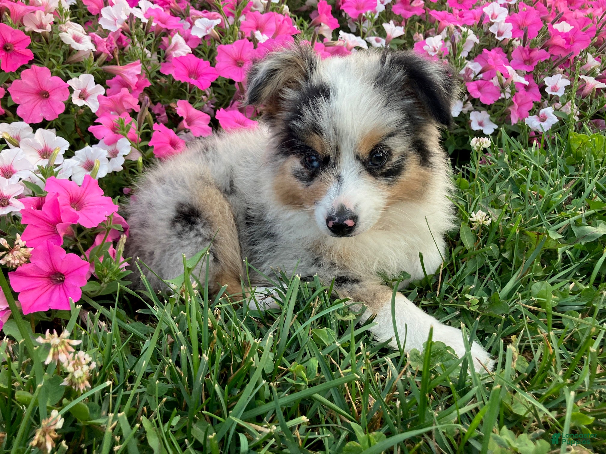 Miniature Australian Shepherd dogs Teddy - Ad 1