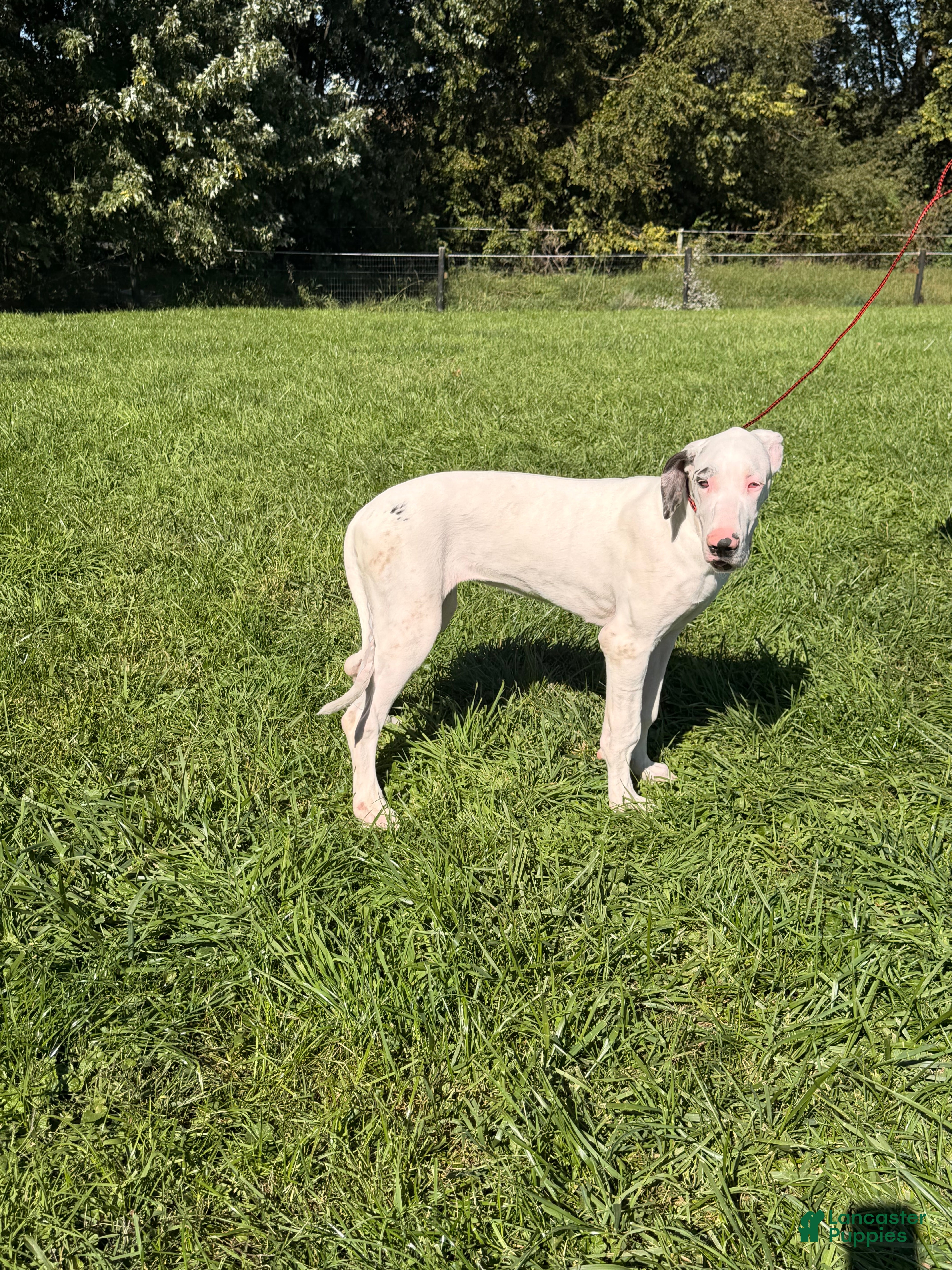 Great Dane dogs Pearl Great Dane  - Ad 2