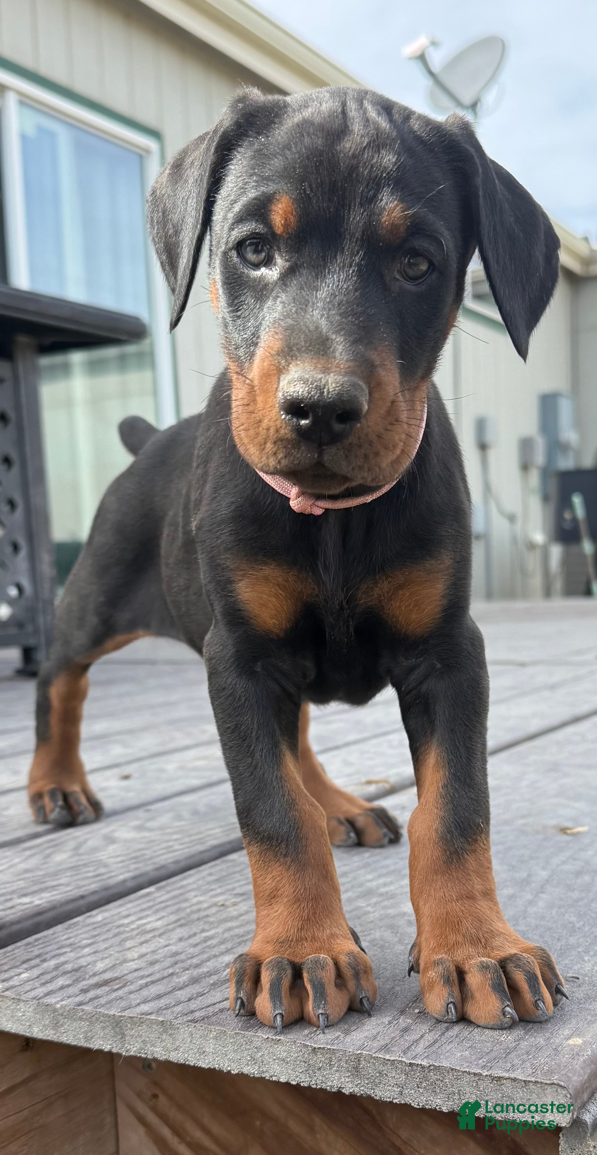 Doberman Pinscher dogs Doberman Pinscher Puppy 4 - Ad 7