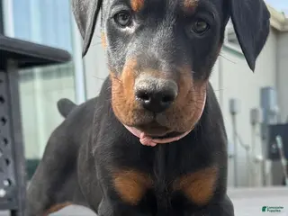 Doberman Pinscher dogs Doberman Pinscher Puppy 4 - Ad 7