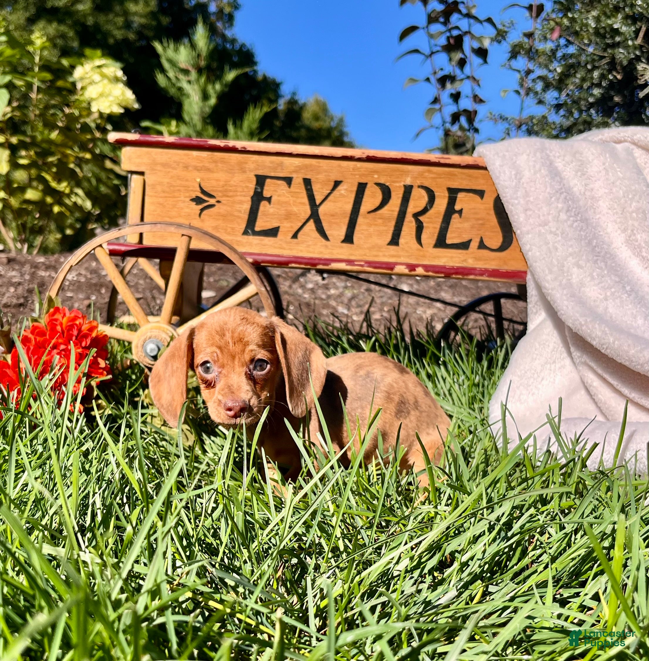 Dachshund dogs Bella❤️ACA Registered🐾 - Ad 42