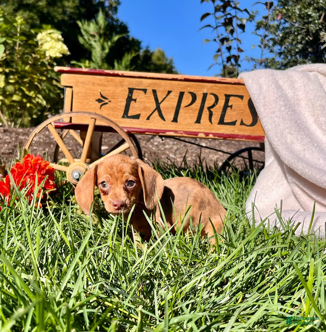 Dachshund dogs for sale: Bella❤️ACA Registered🐾 - Ad 1