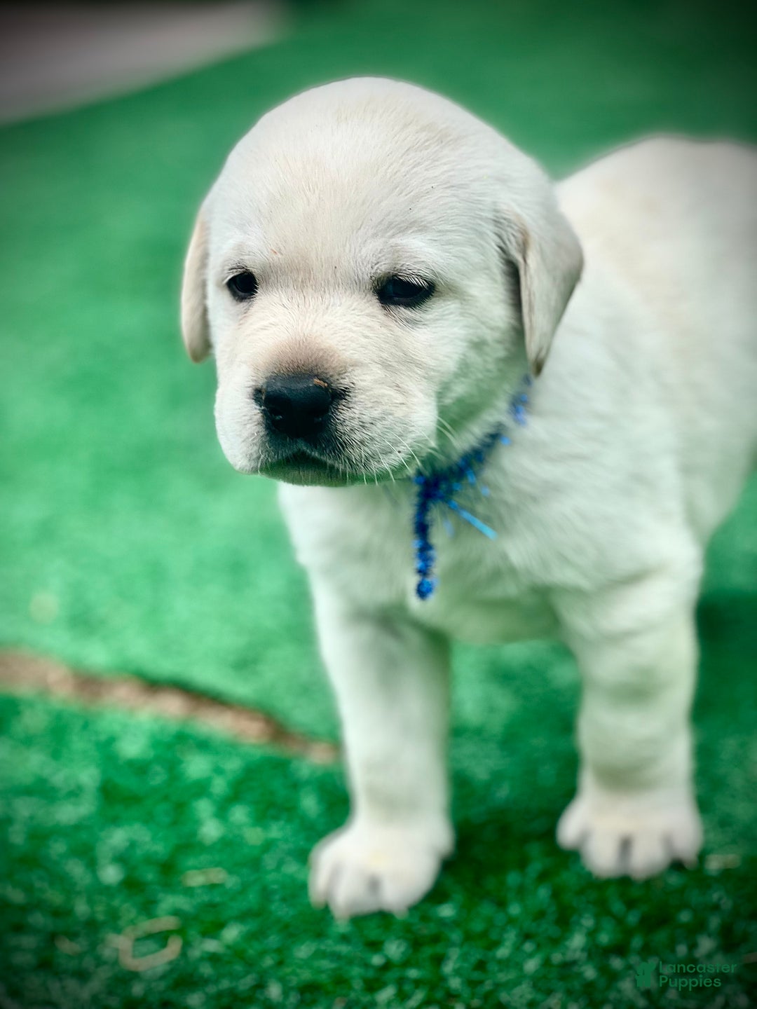 Gallery Image {{count}}