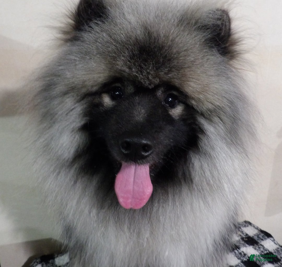 Gallery Image {{count}}