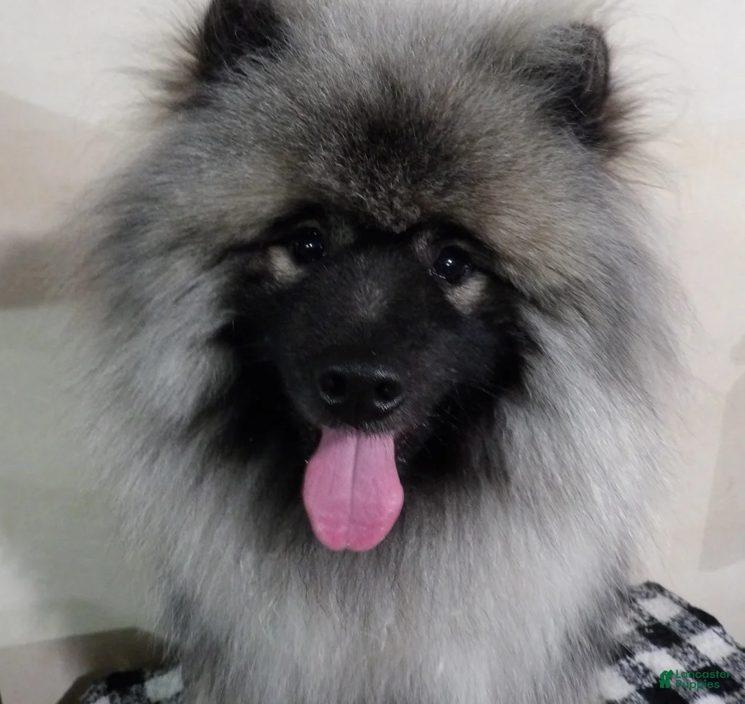 Gallery Image {{count}}