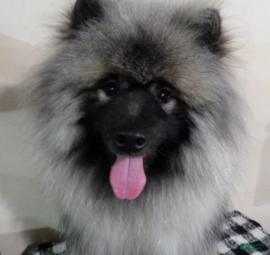 Gallery Image {{count}}