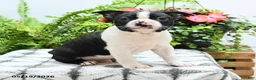 Boston Terrier dogs for sale: Alfred - Ad 5