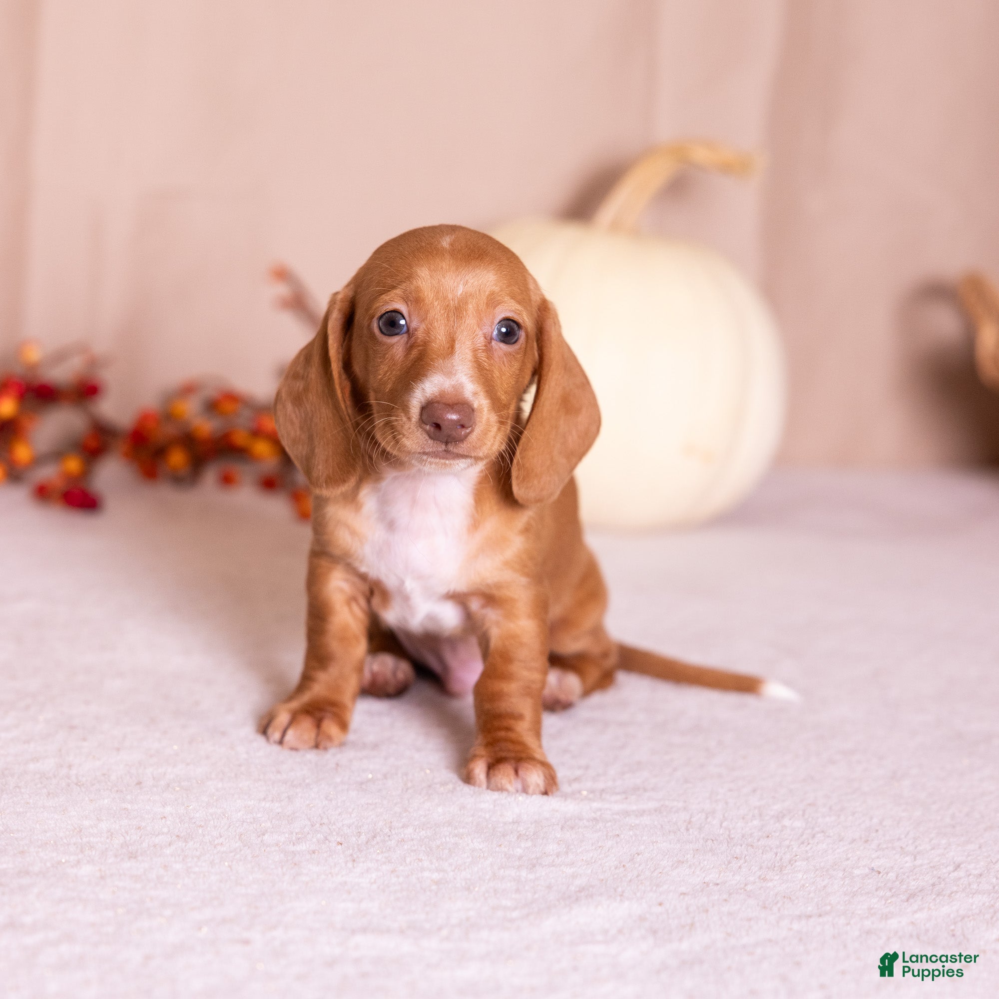 Miniature Dachshund dogs Clifford - Ad 1