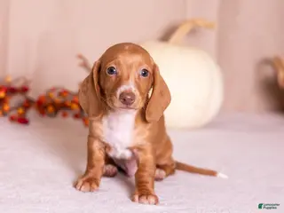 Miniature Dachshund dogs Clifford - Ad 1
