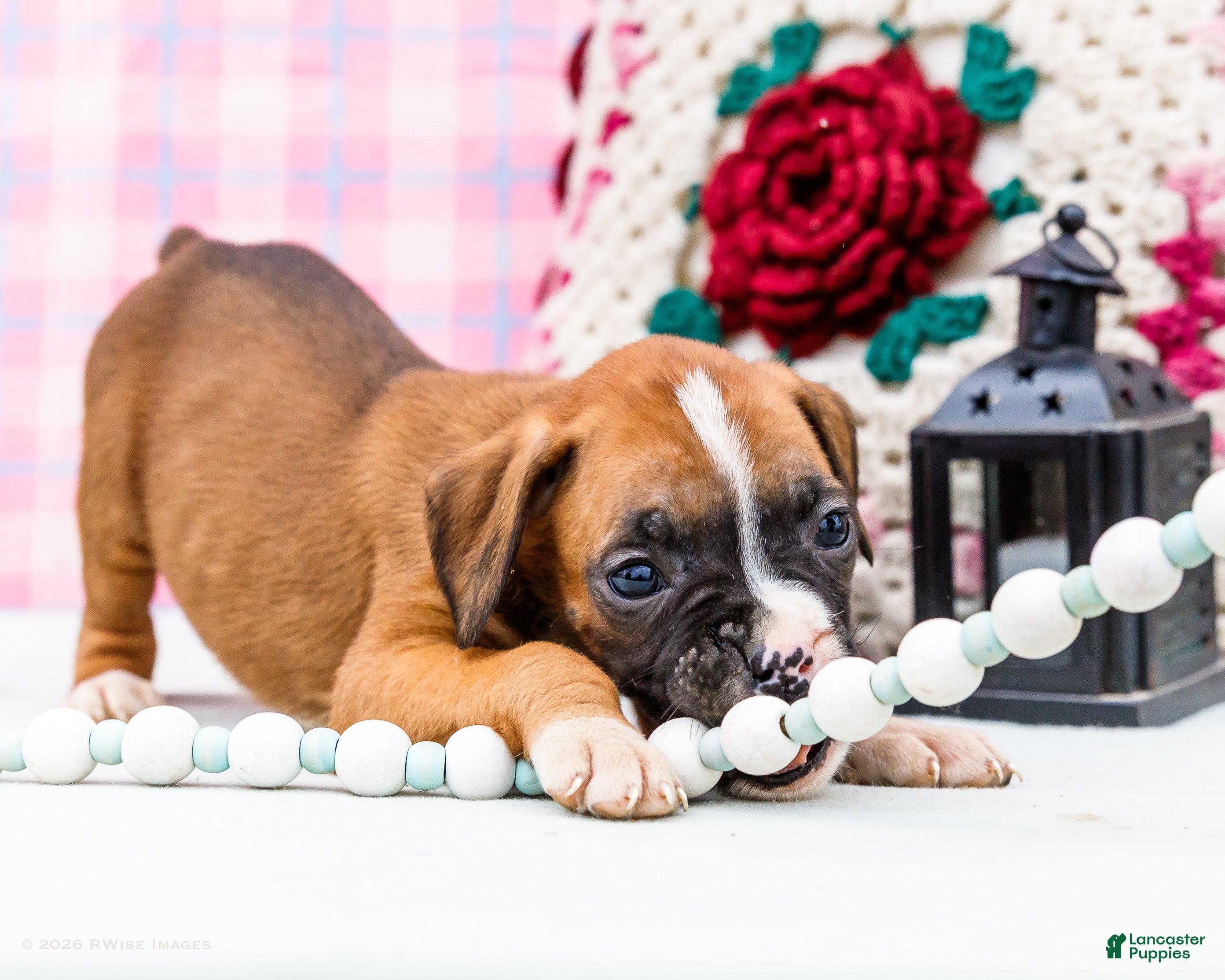 Boxer dogs Dancer - Ad 1