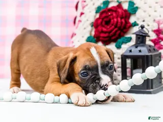 Boxer dogs for sale: Dancer - Ad 2