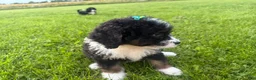 Bernedoodle dogs for sale: Stormy - Ad 5