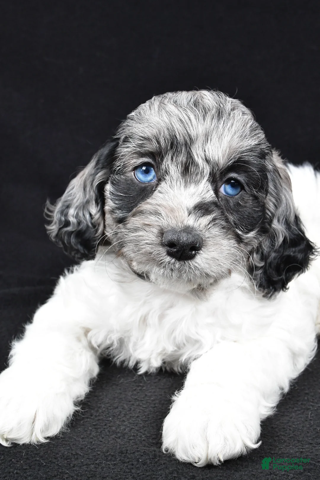 Cockapoo dogs for sale: Duke - Ad 4