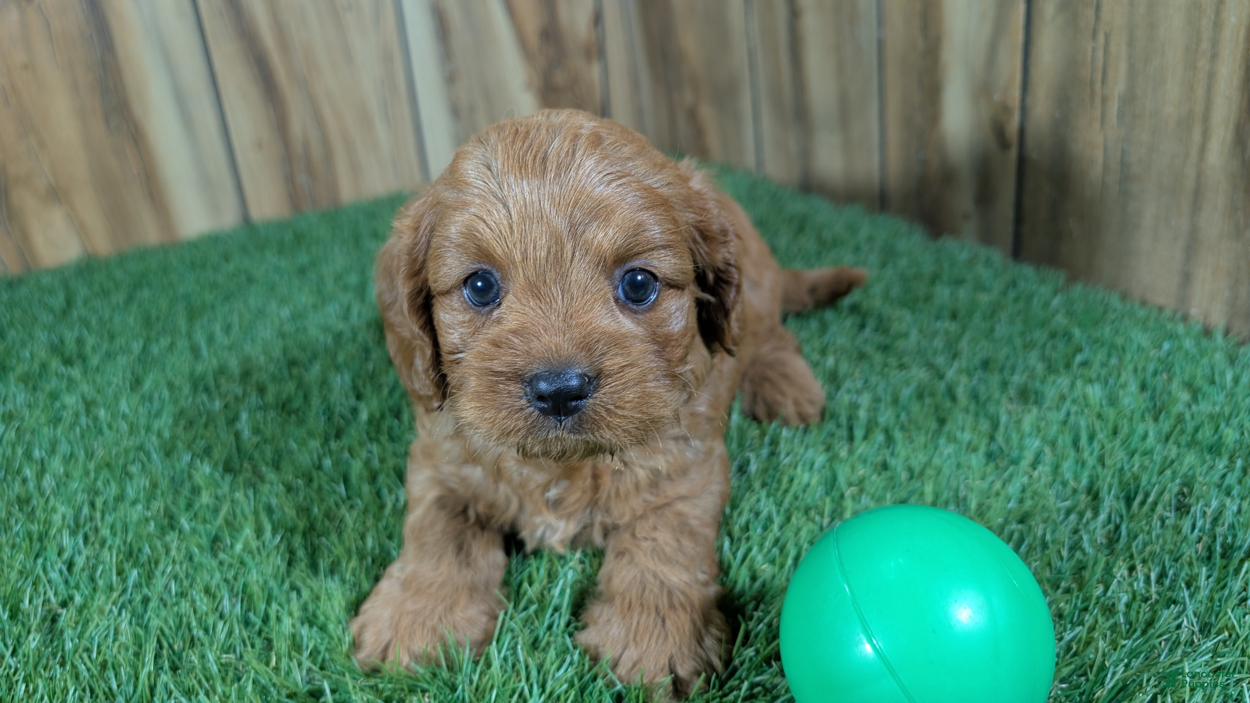 Cavapoo dogs Harlow Boy 1  - Ad 2