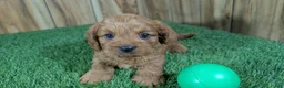 Cavapoo dogs for sale: Harlow Boy 1  - Ad 2