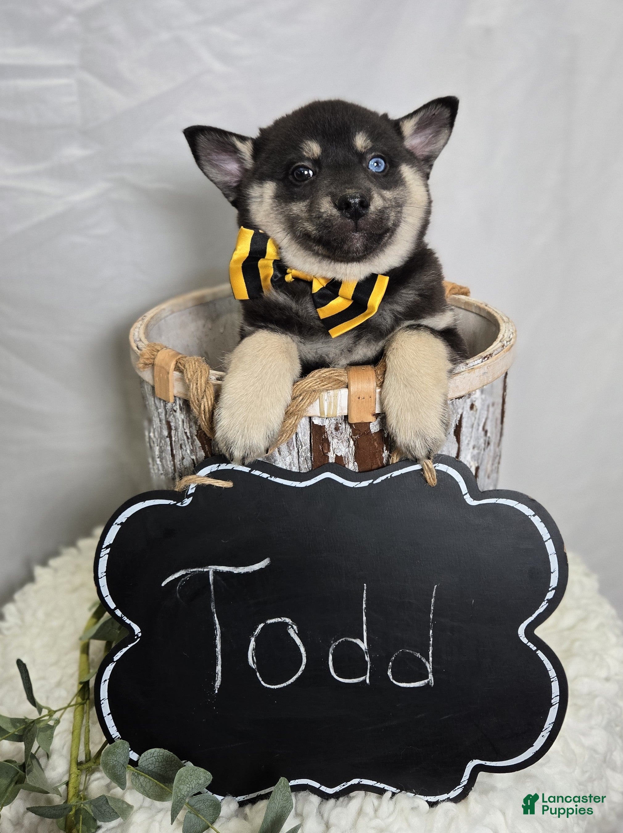 Pomsky dogs Todd - Ad 2