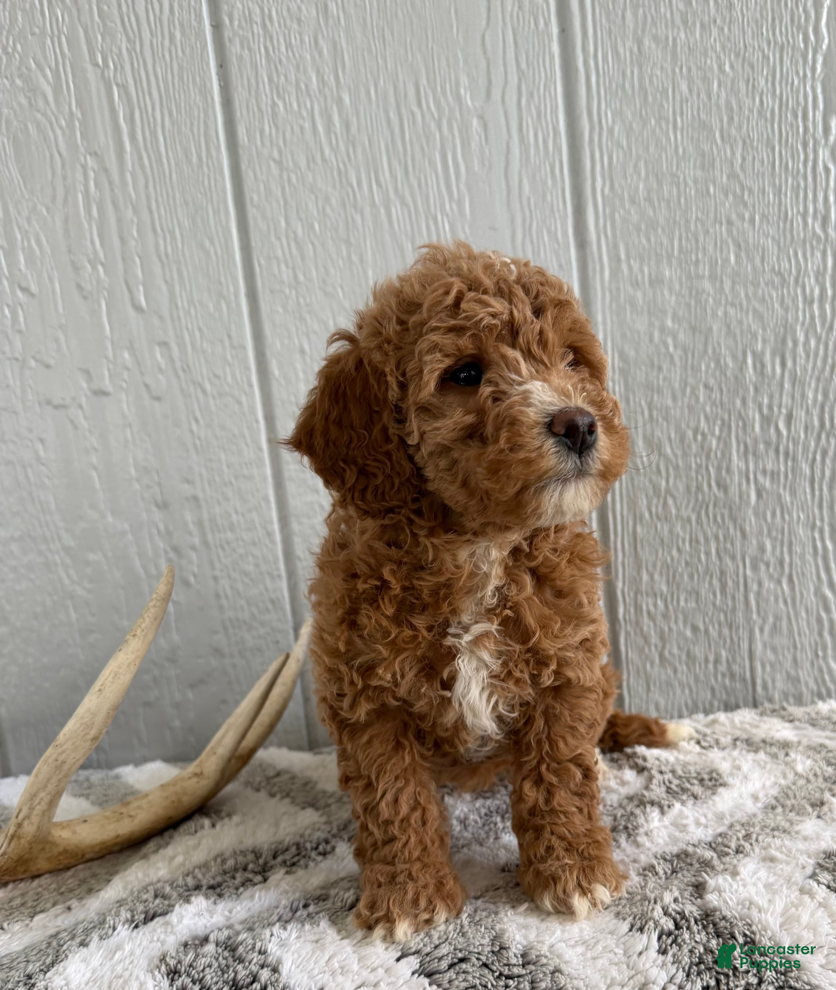 Mini Goldendoodle dogs Roxy - Ad 2