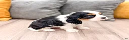 Cavalier King Charles Spaniel dogs for sale: Mickey - Ad 3