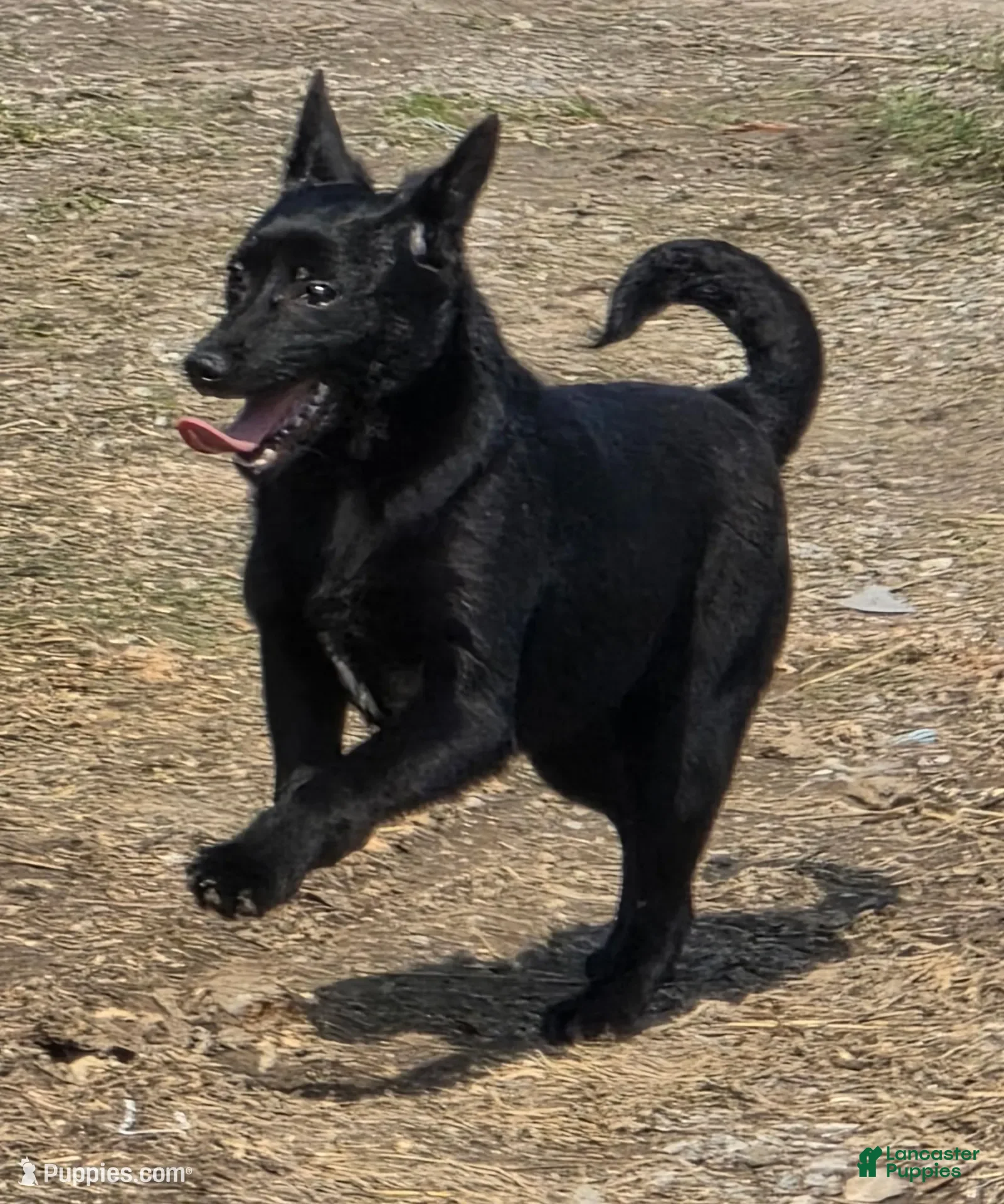 Schipperke dogs Zoe - Ad 7