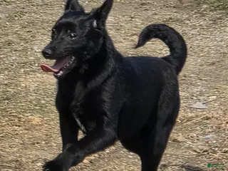 Schipperke dogs Zoe - Ad 7