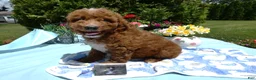 Mini Goldendoodle dogs for sale: Mini Goldendoodle 2 Skipper - Ad 2