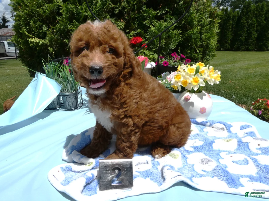 Mini Goldendoodle dogs for sale: Mini Goldendoodle 2 Skipper - Ad 2