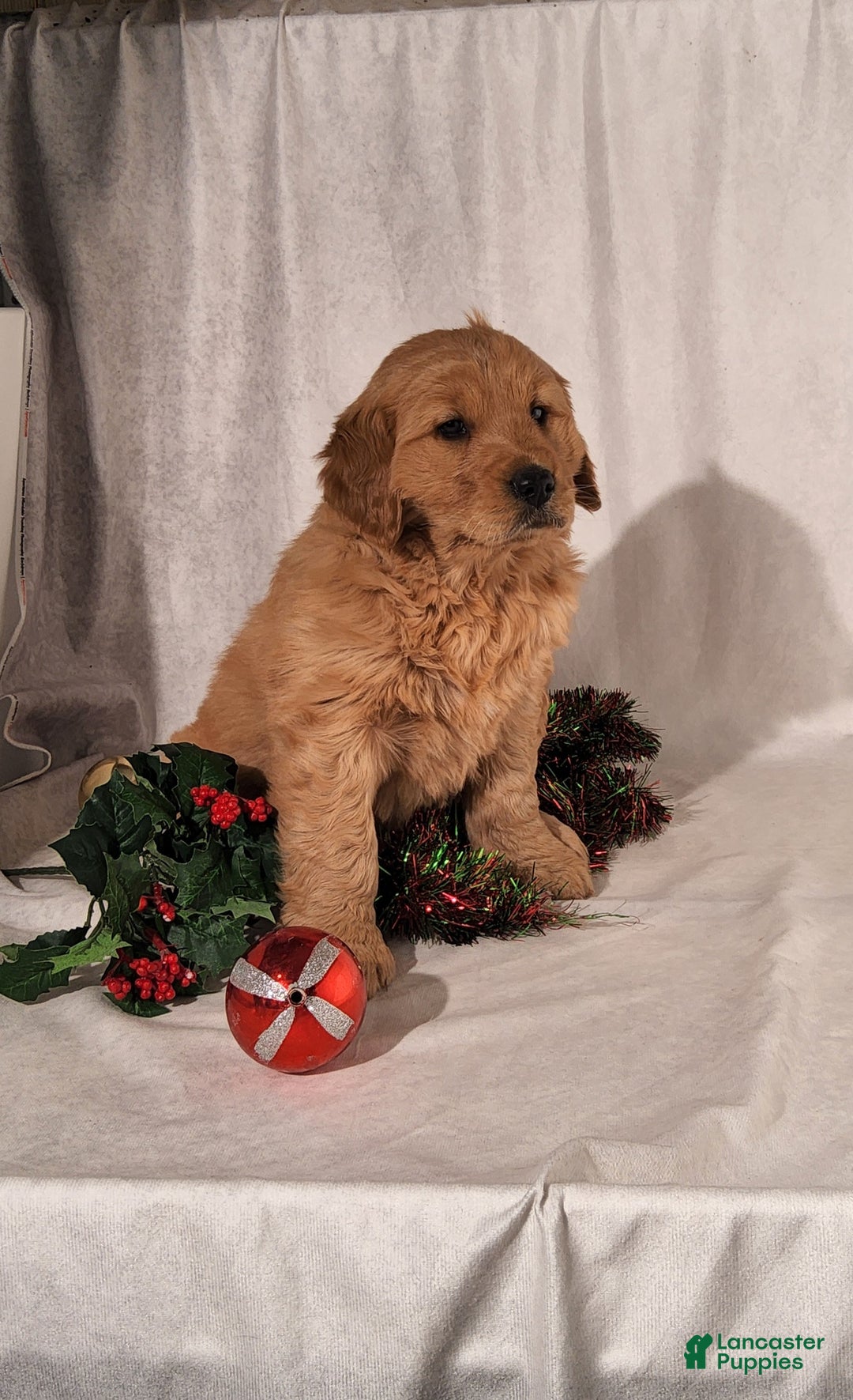 Goldendoodle dogs for sale: Betsy - Ad 11