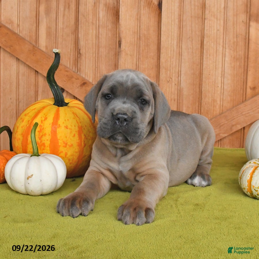 Cane Corso dogs Chief - Ad 1