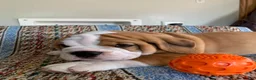 Beabull dogs for sale: Tank - Ad 3