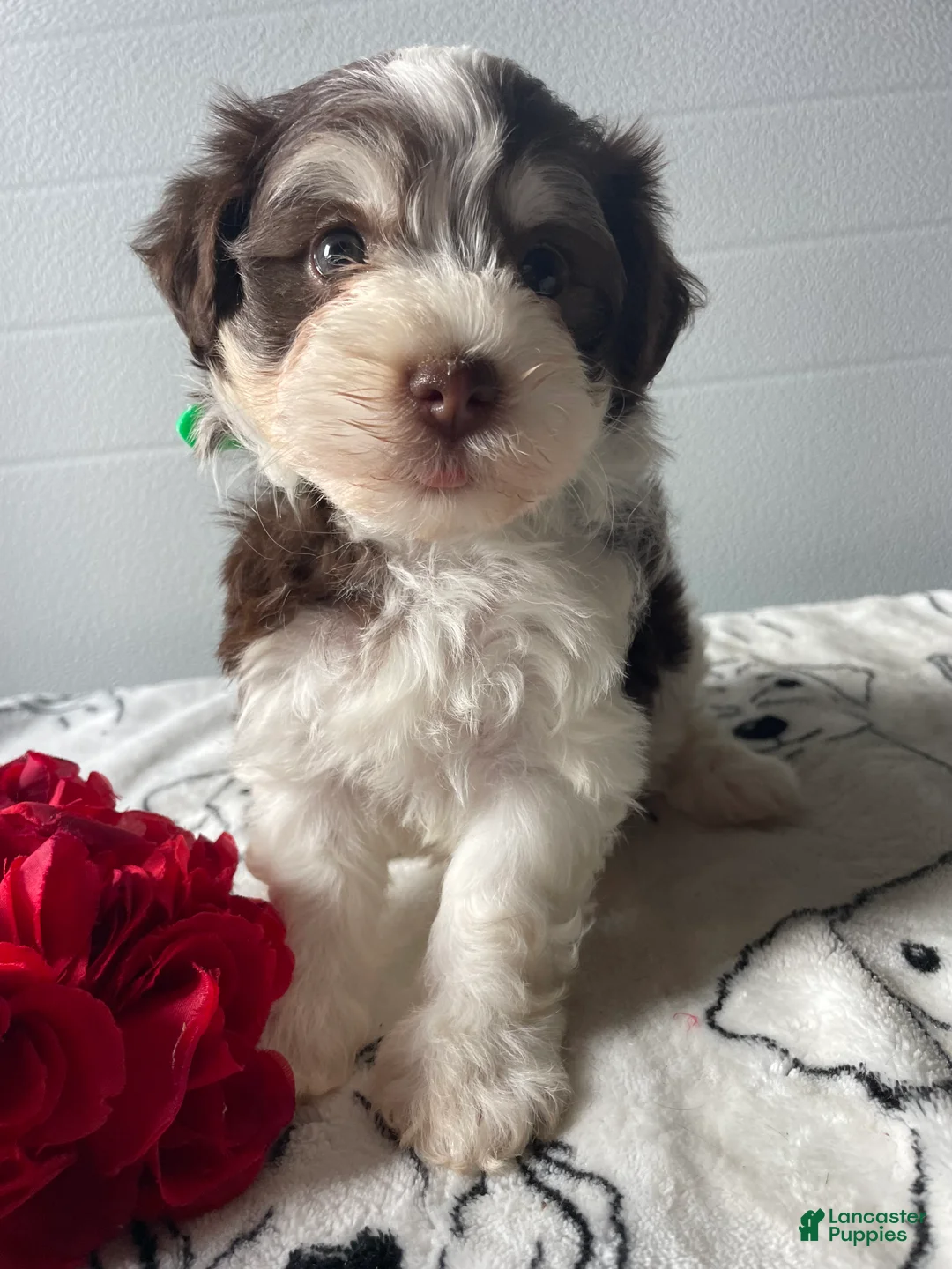 Havanese dogs for sale: Romper - Ad 1