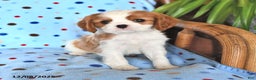 Cavalier King Charles Spaniel dogs for sale: Ryan - Ad 2
