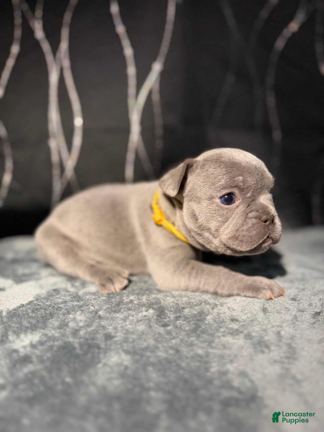 French Bulldog dogs for sale: KALI - Ad 5