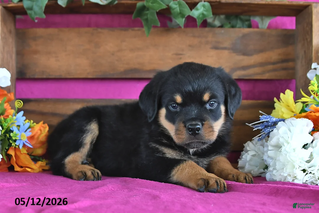 Rottweiler dogs for sale: Mason - Ad 2
