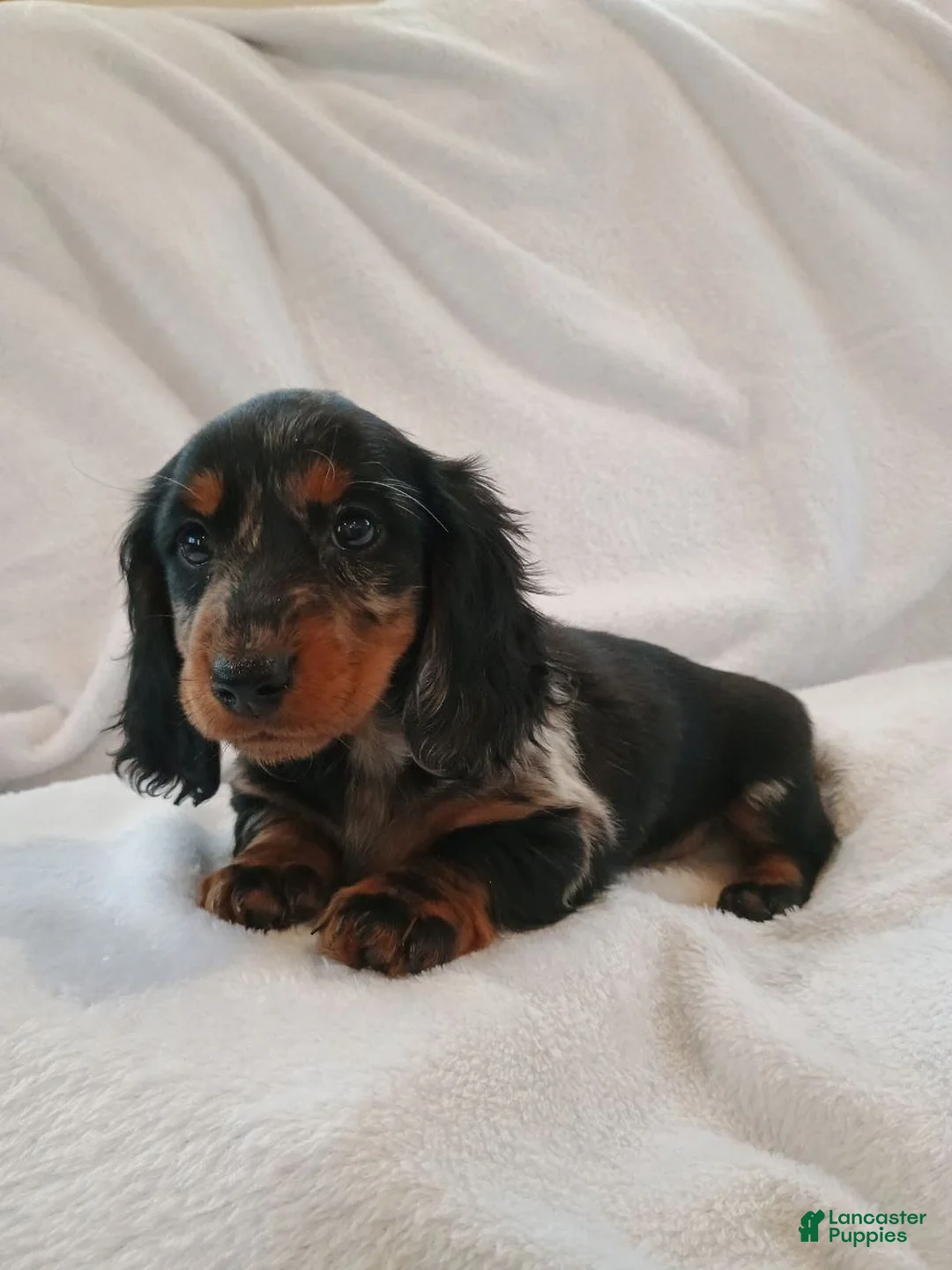 Miniature Dachshund dogs for sale: Cindy - Ad 1