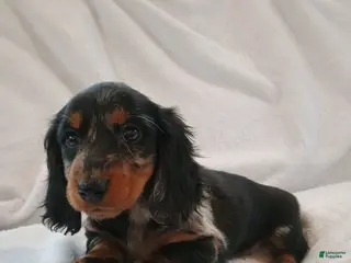 Miniature Dachshund dogs Cindy - Ad 21