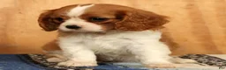 Cavalier King Charles Spaniel dogs for sale: Polly - Ad 2