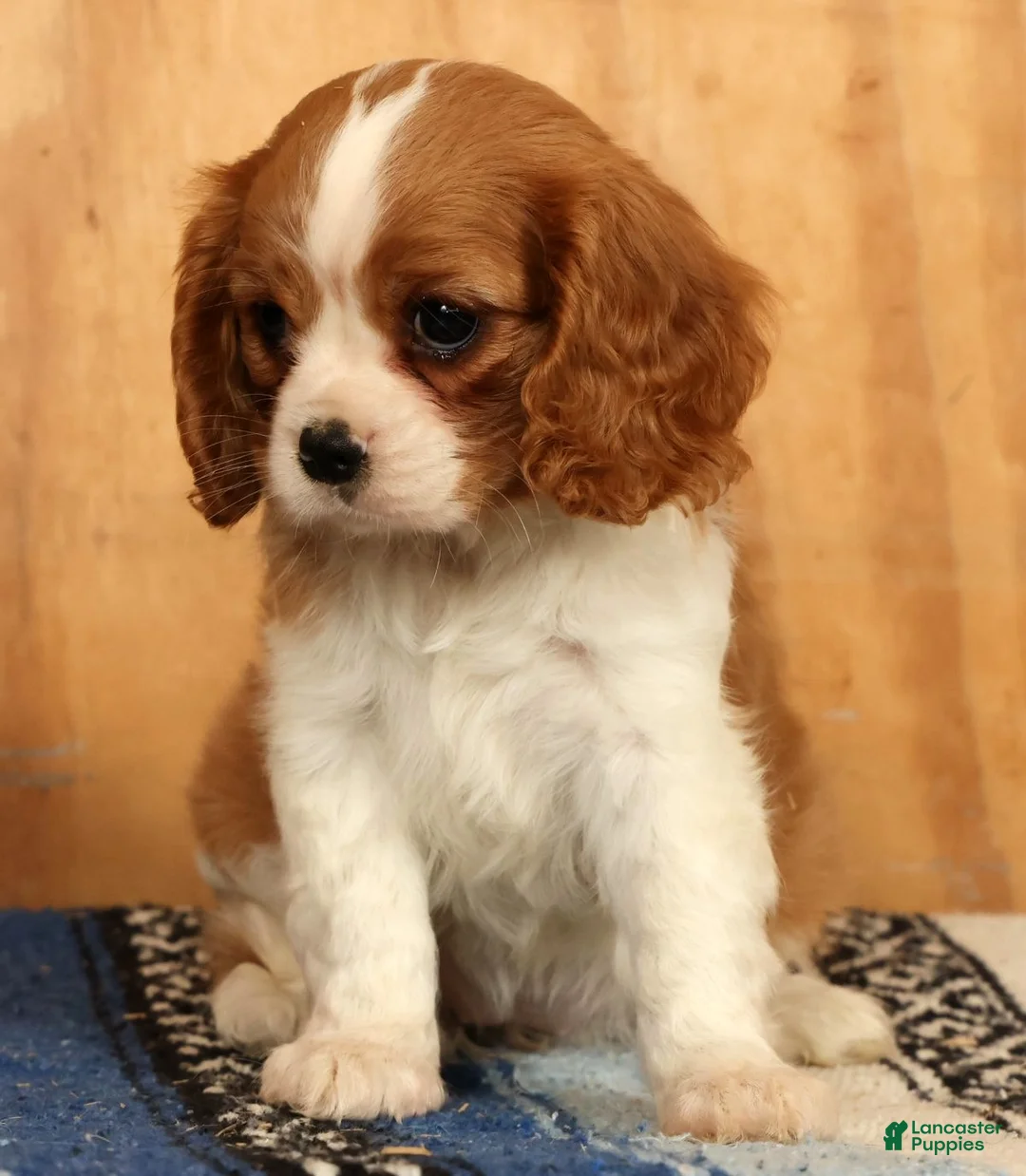 Cavalier King Charles Spaniel dogs for sale: Polly - Ad 2