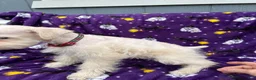 Miniature Schnauzer dogs for sale: AKC Chewie - Ad 9