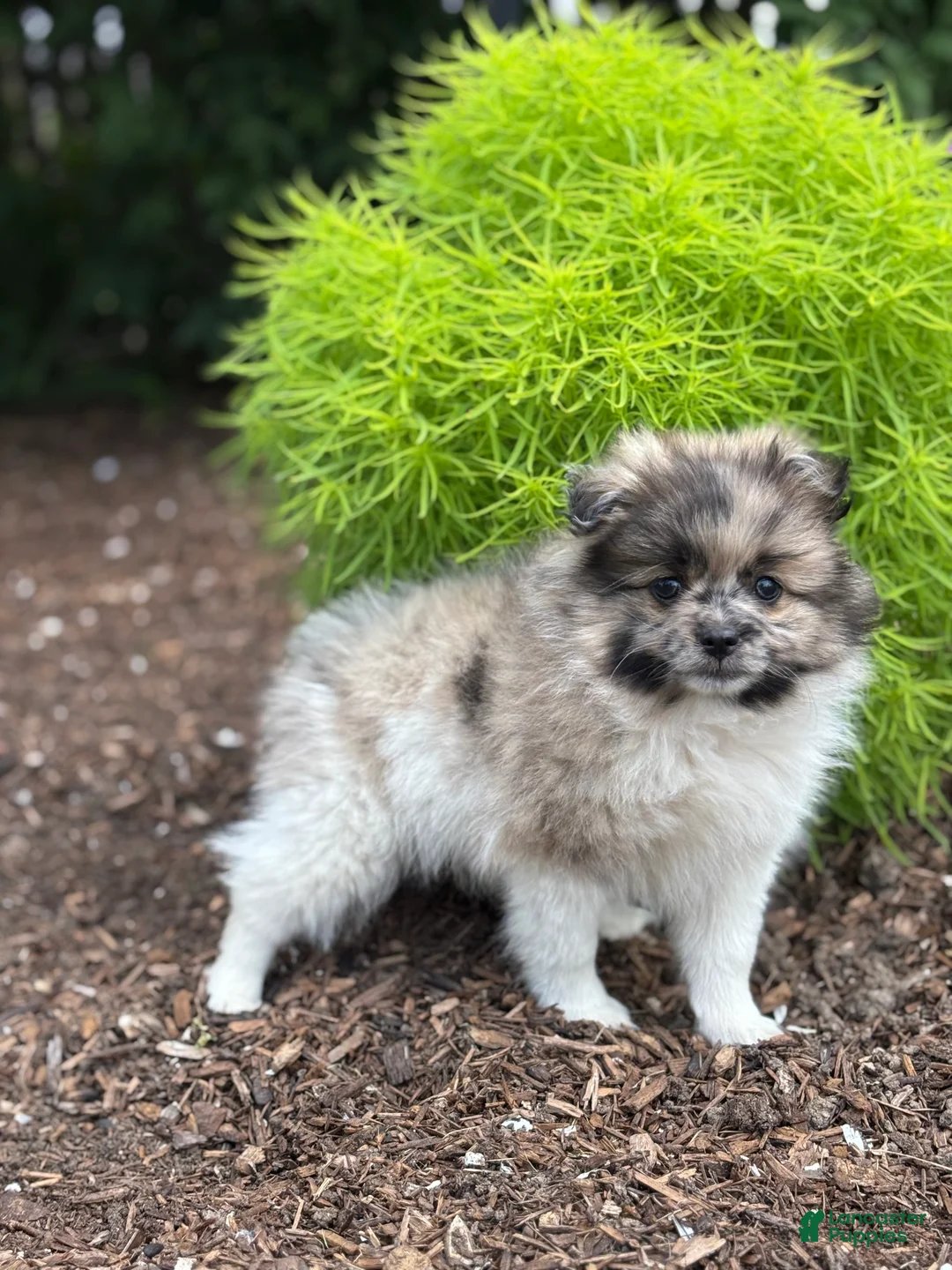 Pomeranian dogs for sale: Oakley  - Ad 2