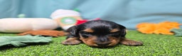 Dachshund dogs for sale: Emmie - Ad 2