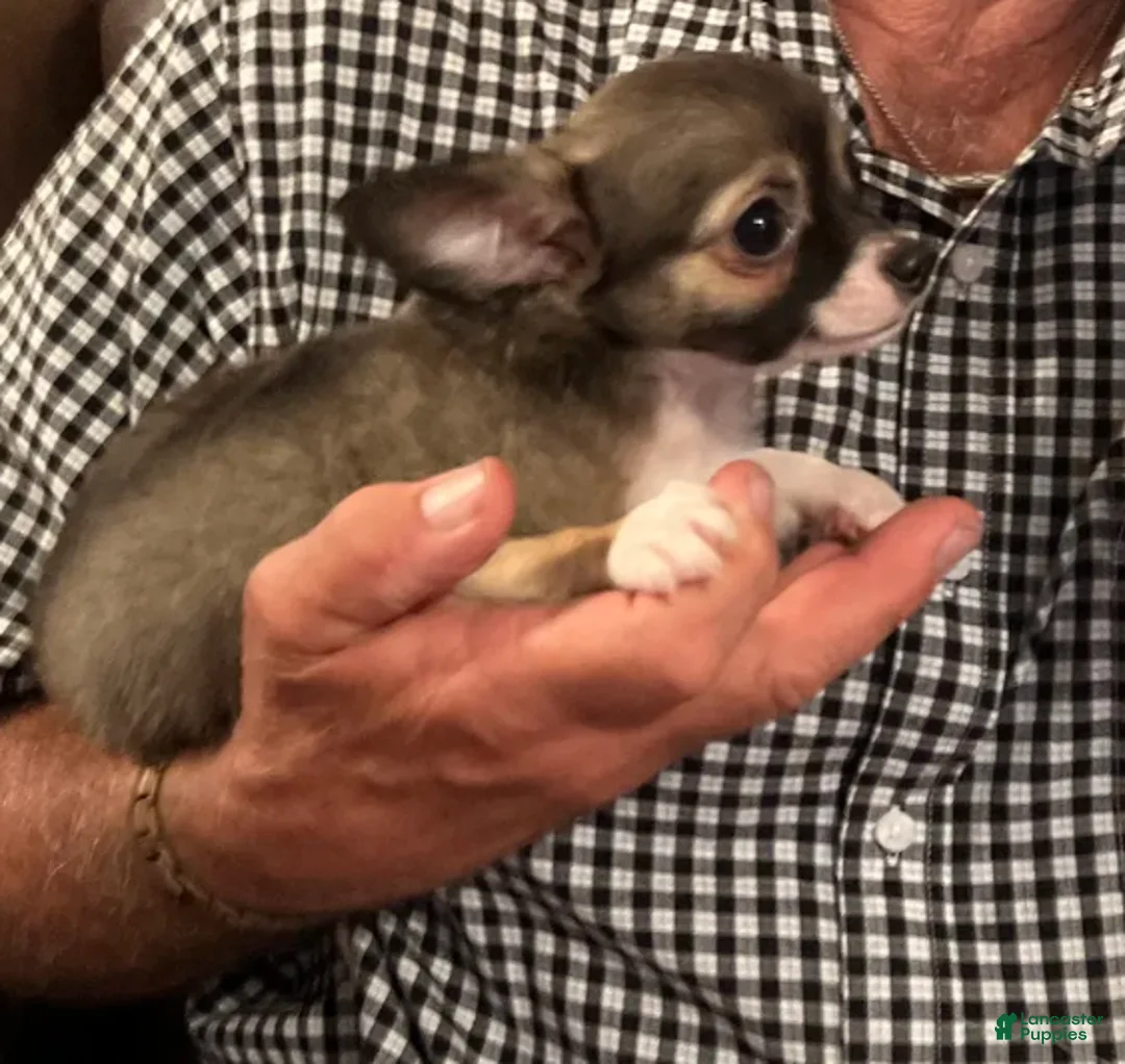 Chihuahua dogs for sale: Rocky - Ad 3