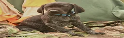 German Shorthaired Pointer dogs for sale: Savannah - Ad 3