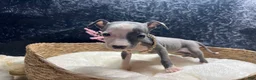 Italian Greyhound dogs for sale: Italian Greyhound 5 - Ad 6