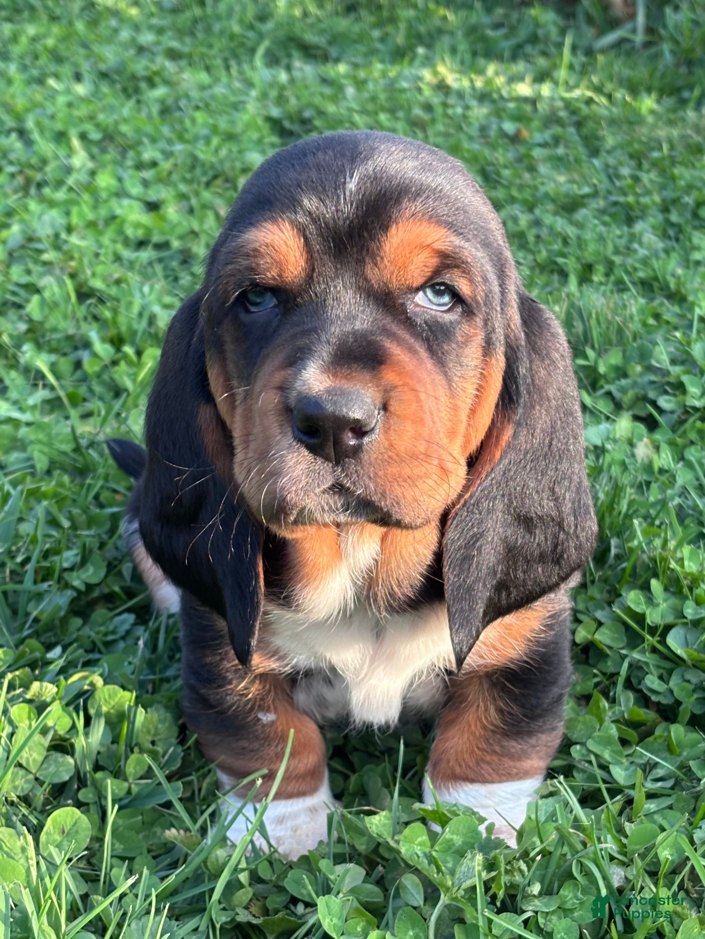 Basset Hound dogs Ricky - Ad 10