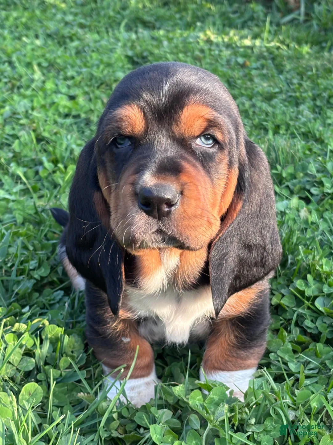 Basset Hound dogs for sale: Ricky - Ad 1