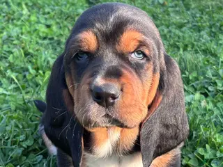 Basset Hound dogs Ricky - Ad 10