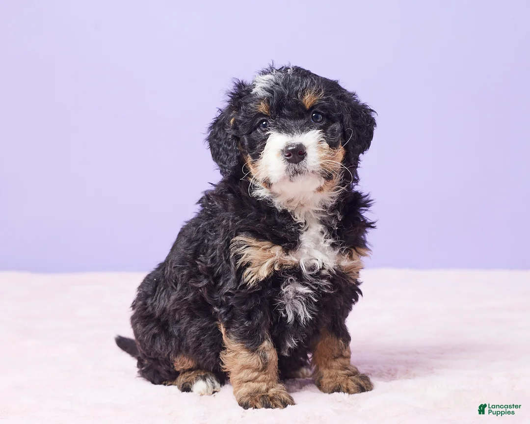 Mini Bernedoodle dogs for sale: Waffles - Ad 7